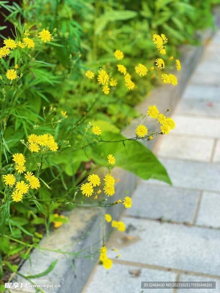 马路上小黄花