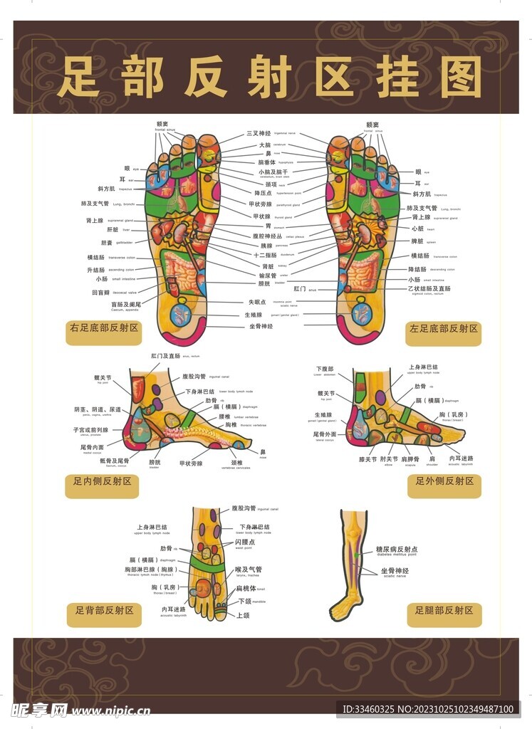 足部反射区挂图
