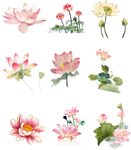 免抠荷花