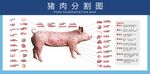 猪肉分割图  超市产品