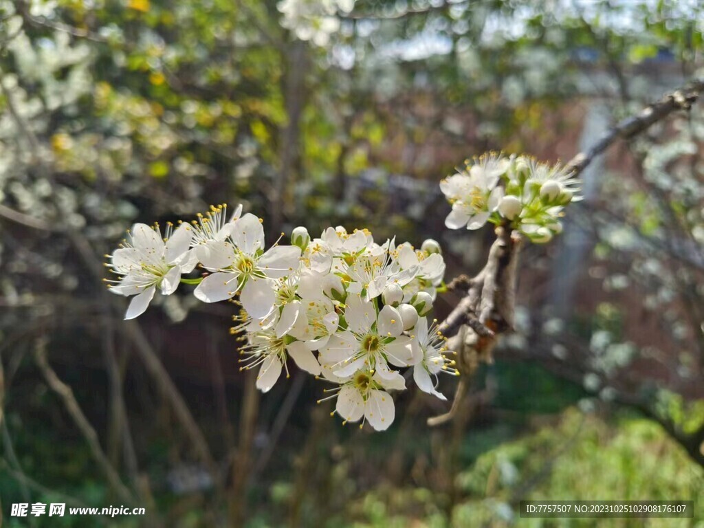 李子花