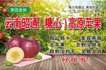 云南糖心苹果