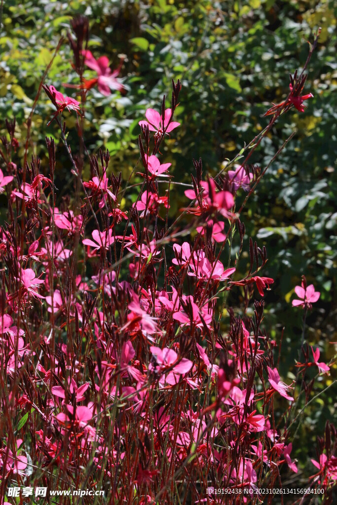 山桃草 