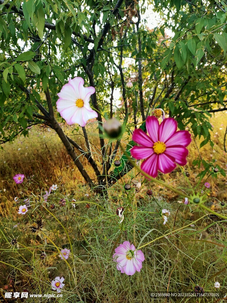 格桑花