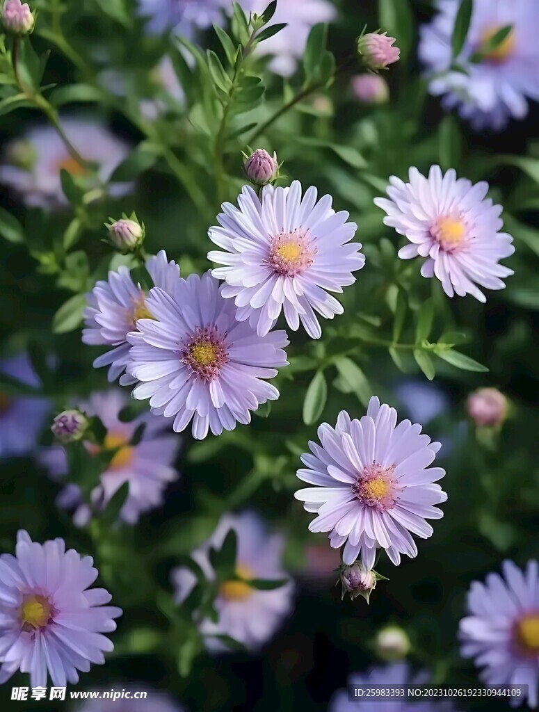 雏菊
