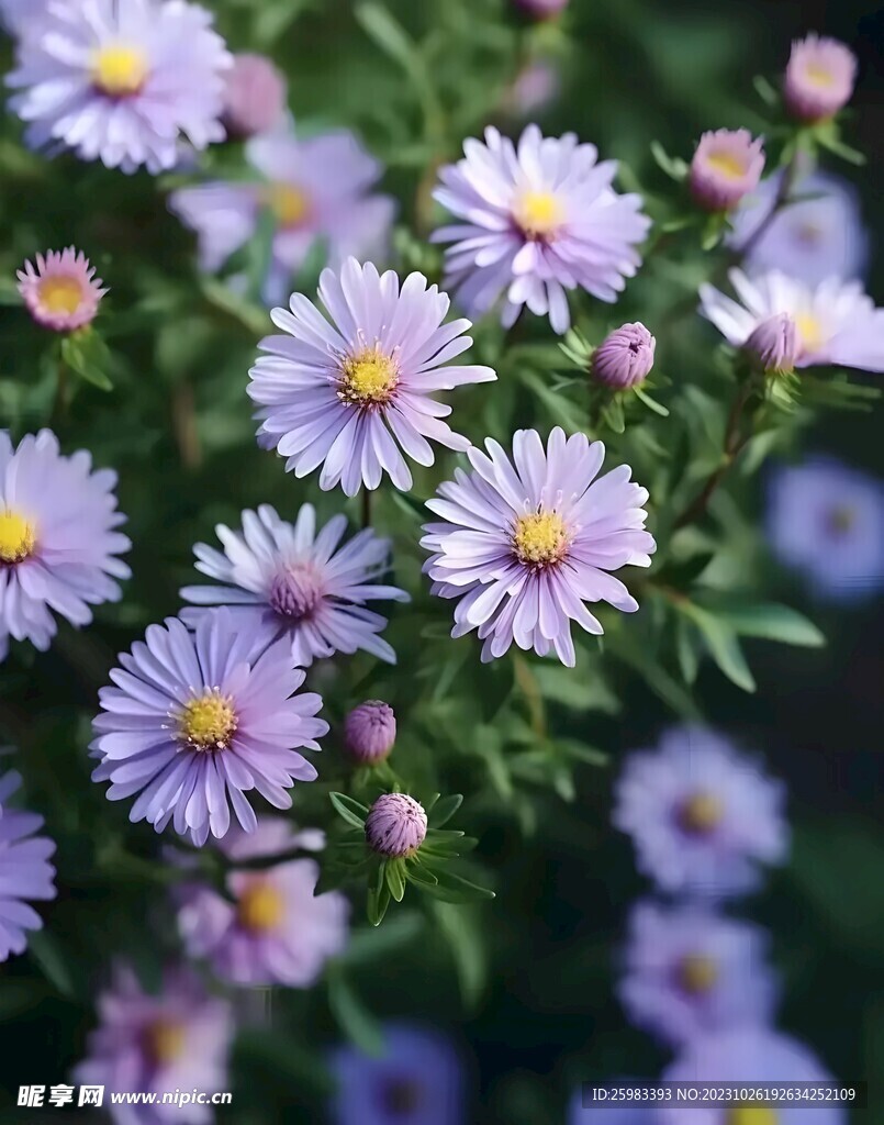 雏菊