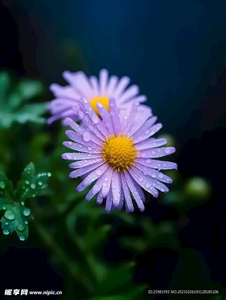 雏菊