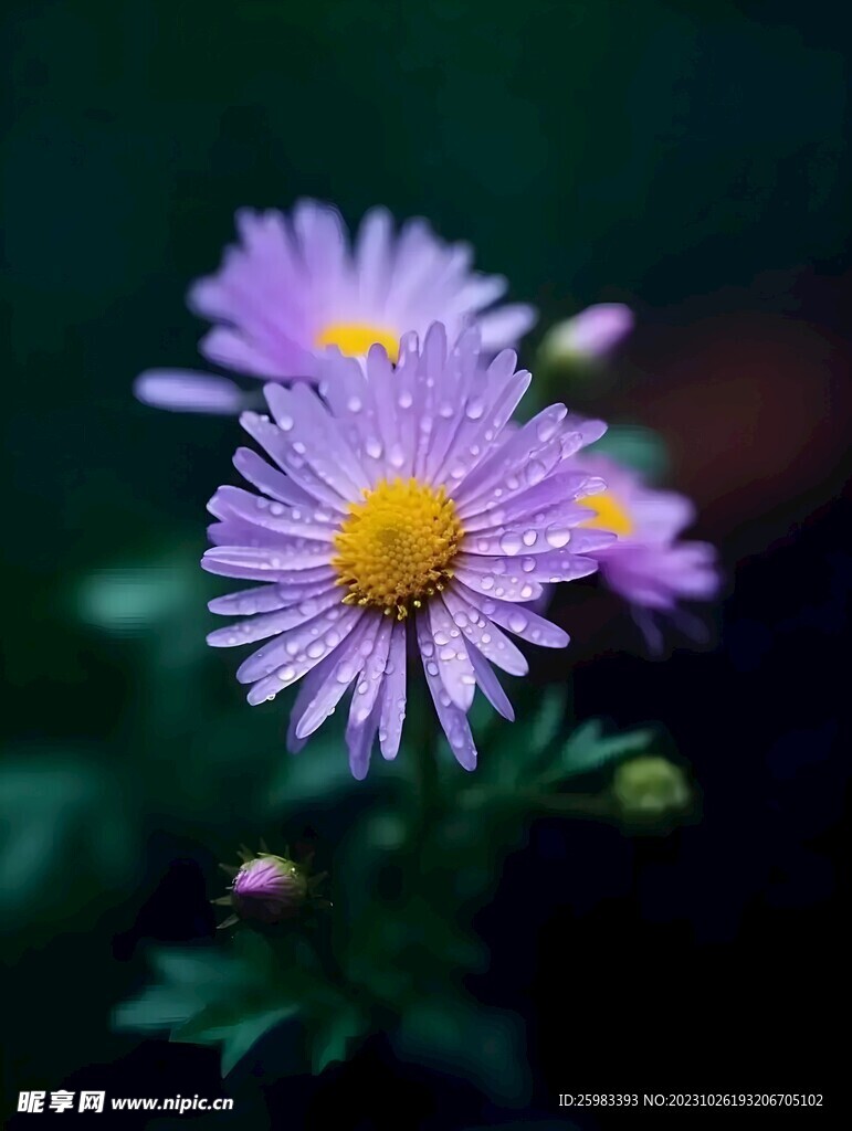 雏菊