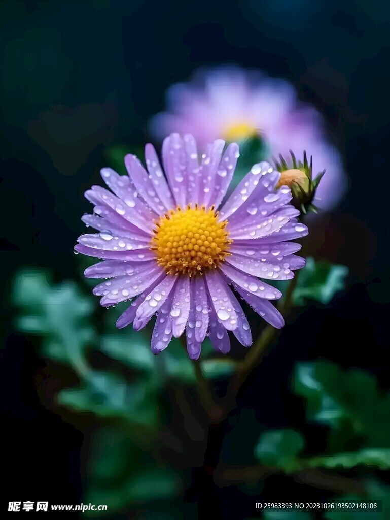 雏菊