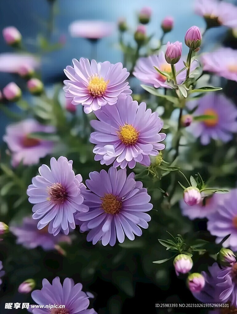 雏菊