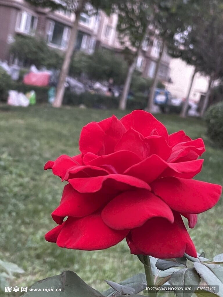 玫瑰 花朵