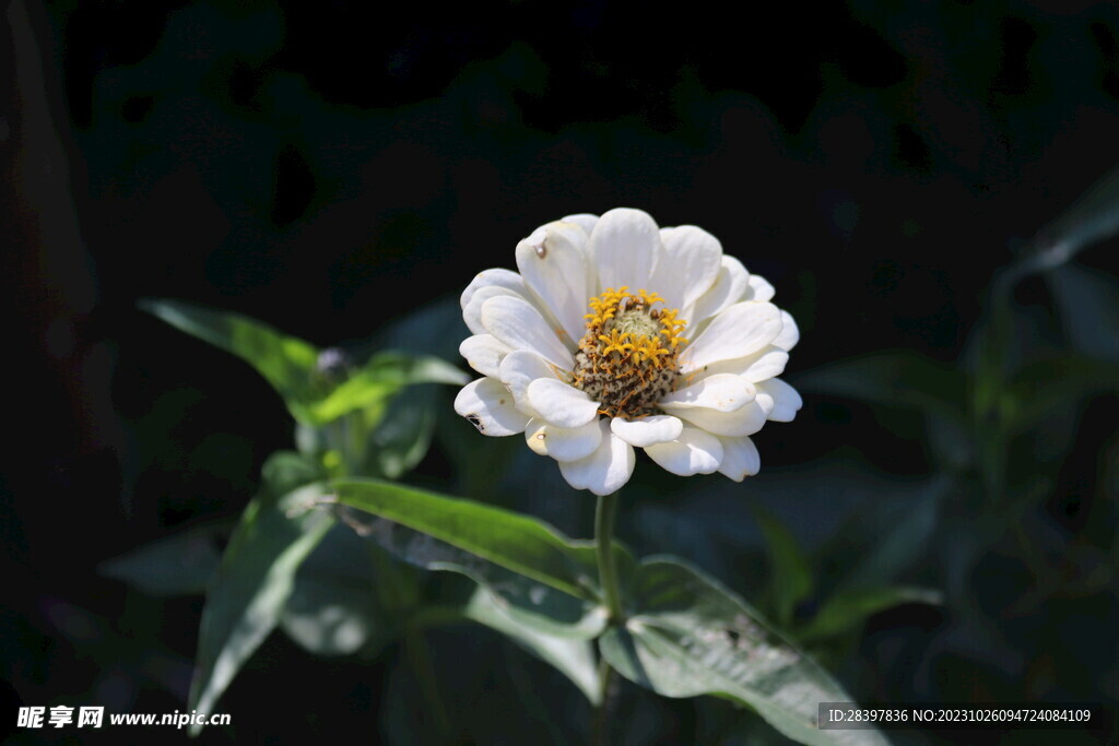 百日菊