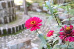 小雏菊