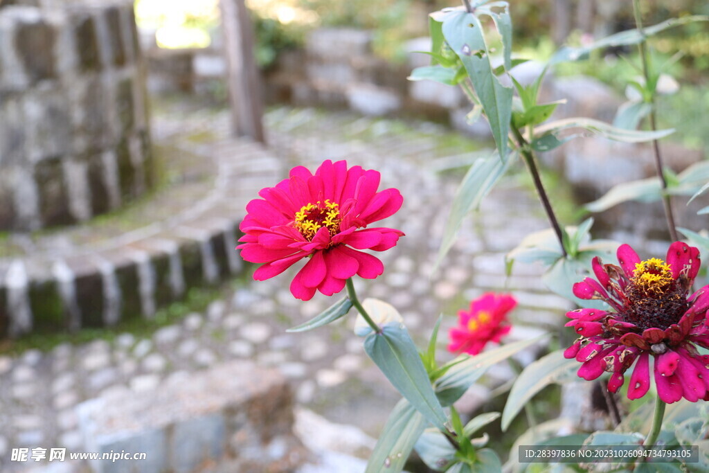 小雏菊