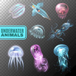 海洋生物合集图片