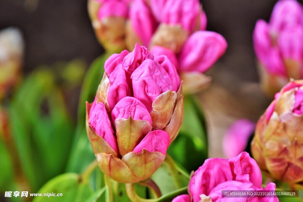 杜鹃花花蕾