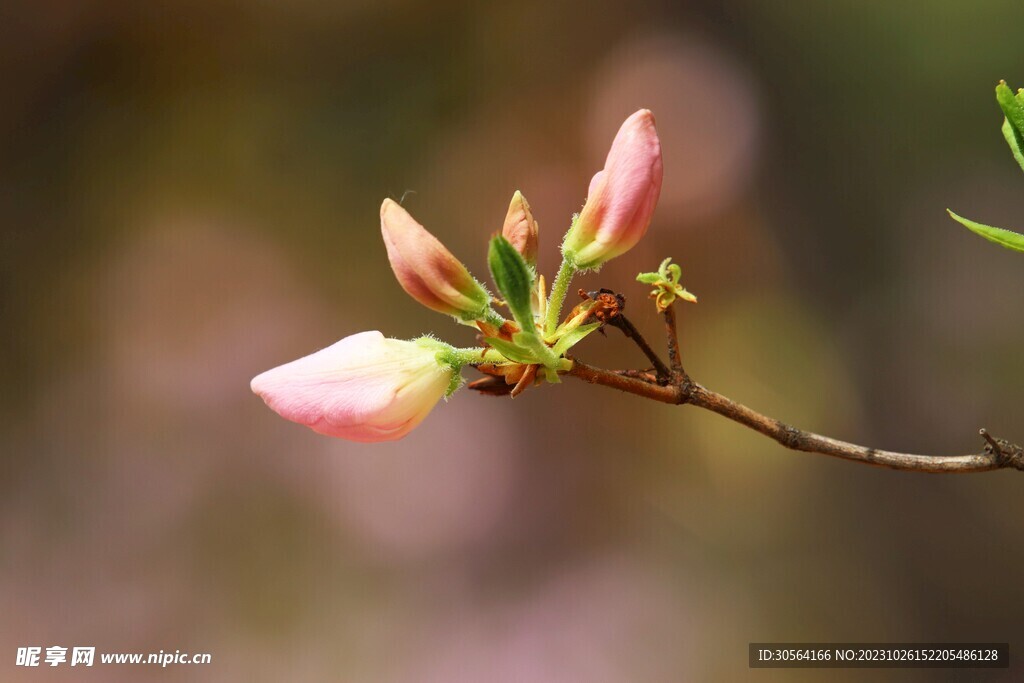 杜鹃花花蕾