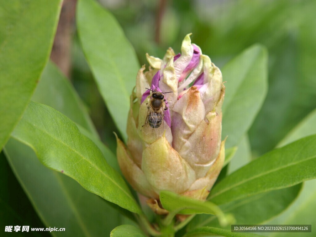 杜鹃花花蕾