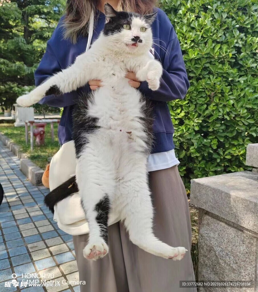 肥猫