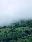 山上野草