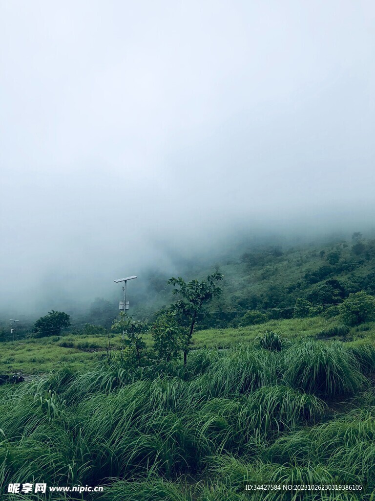山上野草