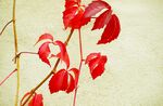 红色爬山虎叶