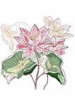 荷花荷叶