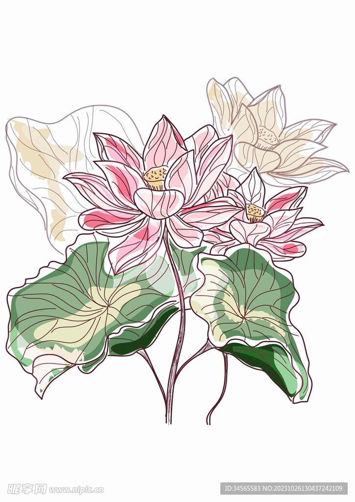 荷花荷叶