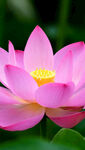 莲花