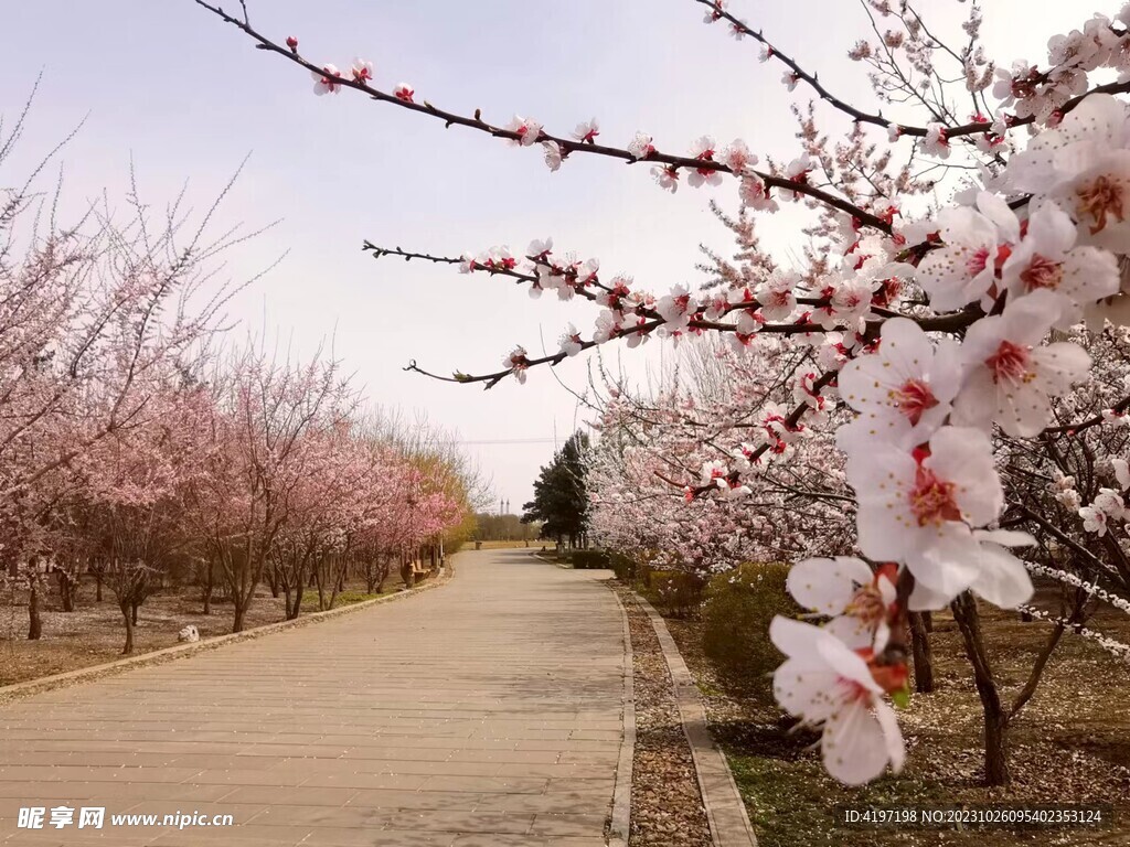 春季桃花小路