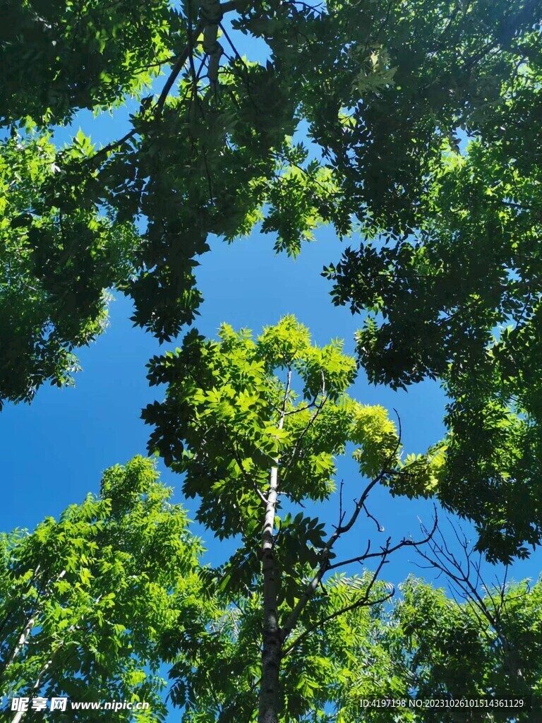 森林仰视树冠蓝天照片