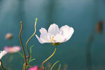 格桑花