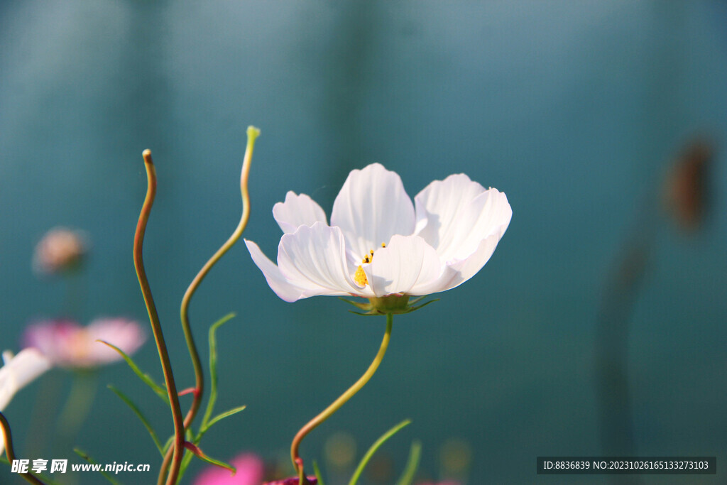 格桑花