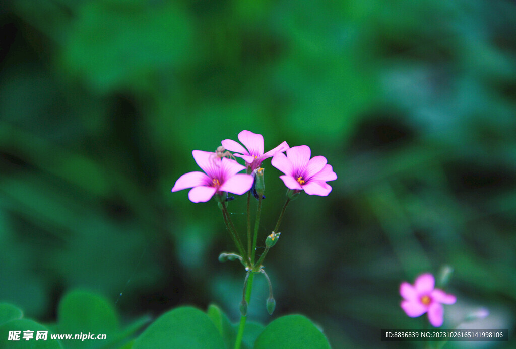 粉色小花 