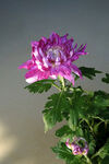  秋菊
