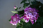 紫菊花 