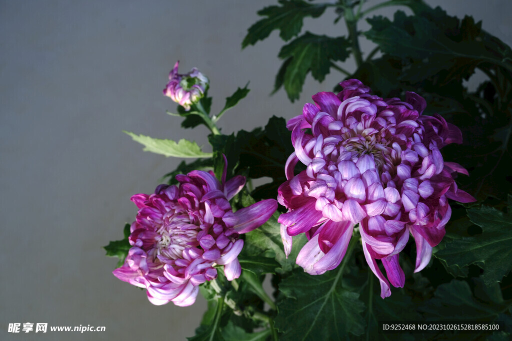 紫菊花 