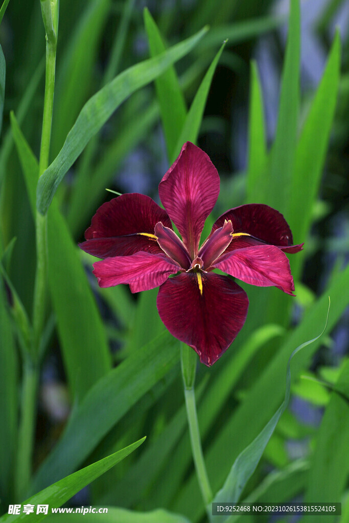 鸢尾花