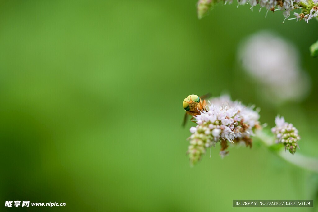 蜜蜂