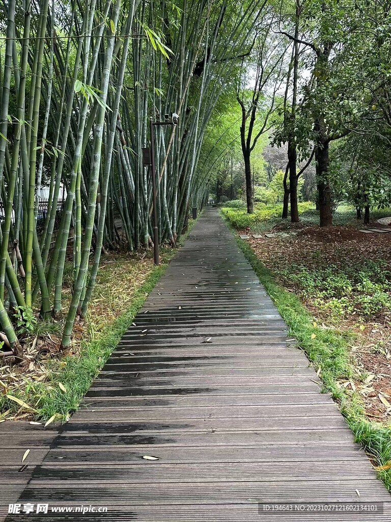 林荫小路 