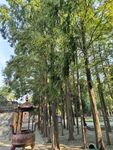 寿县报恩寺寺庙树林
