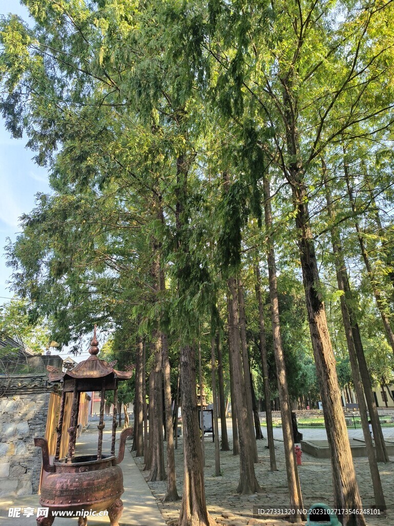 寿县报恩寺寺庙树林