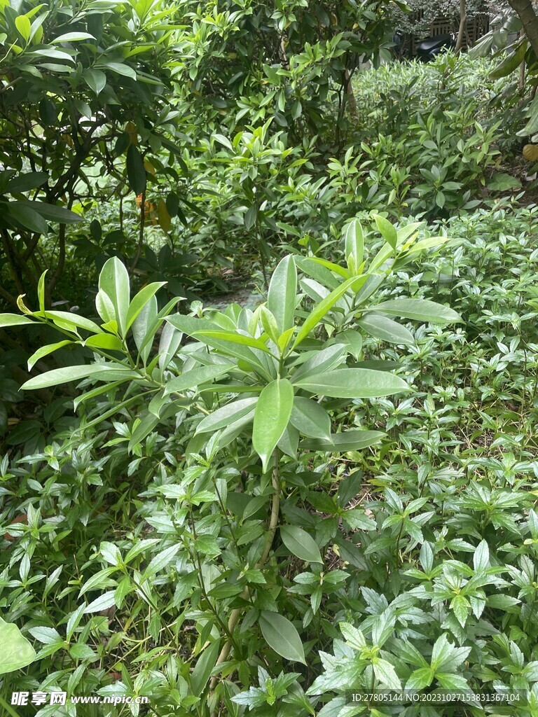 灌木植物