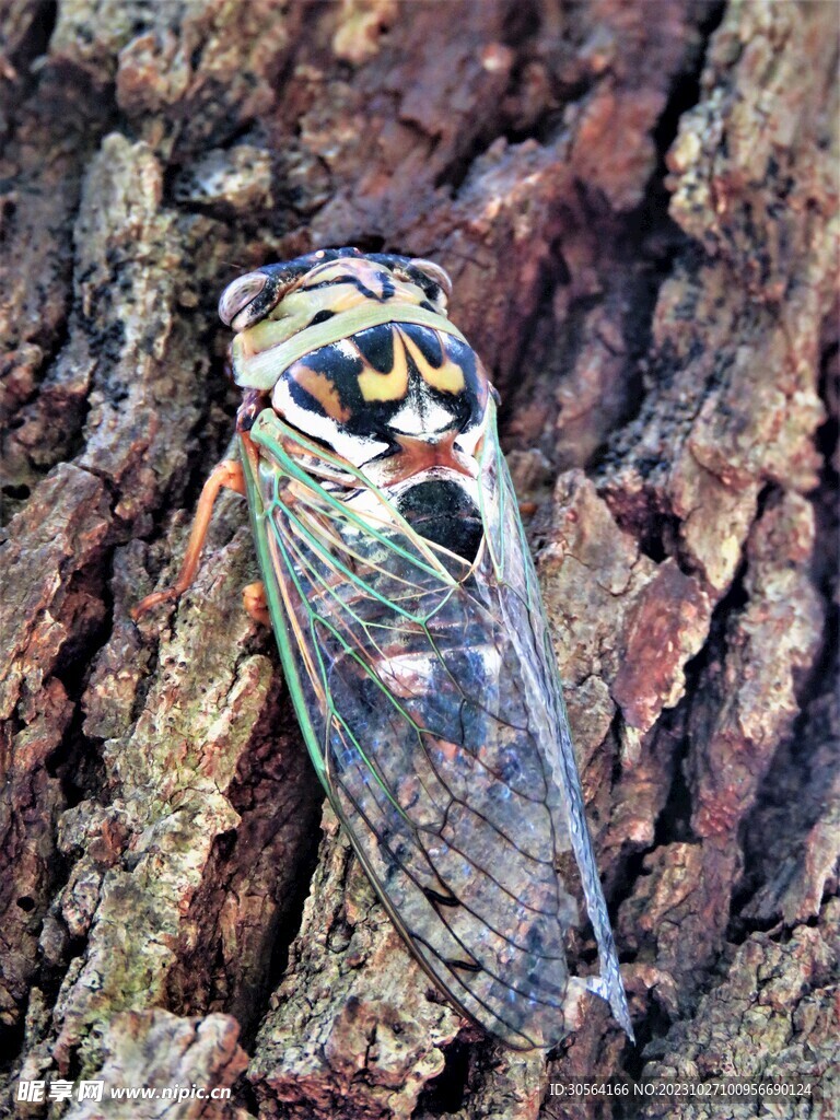蝉