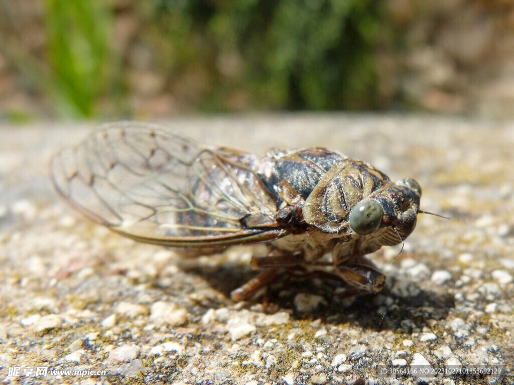 蝉