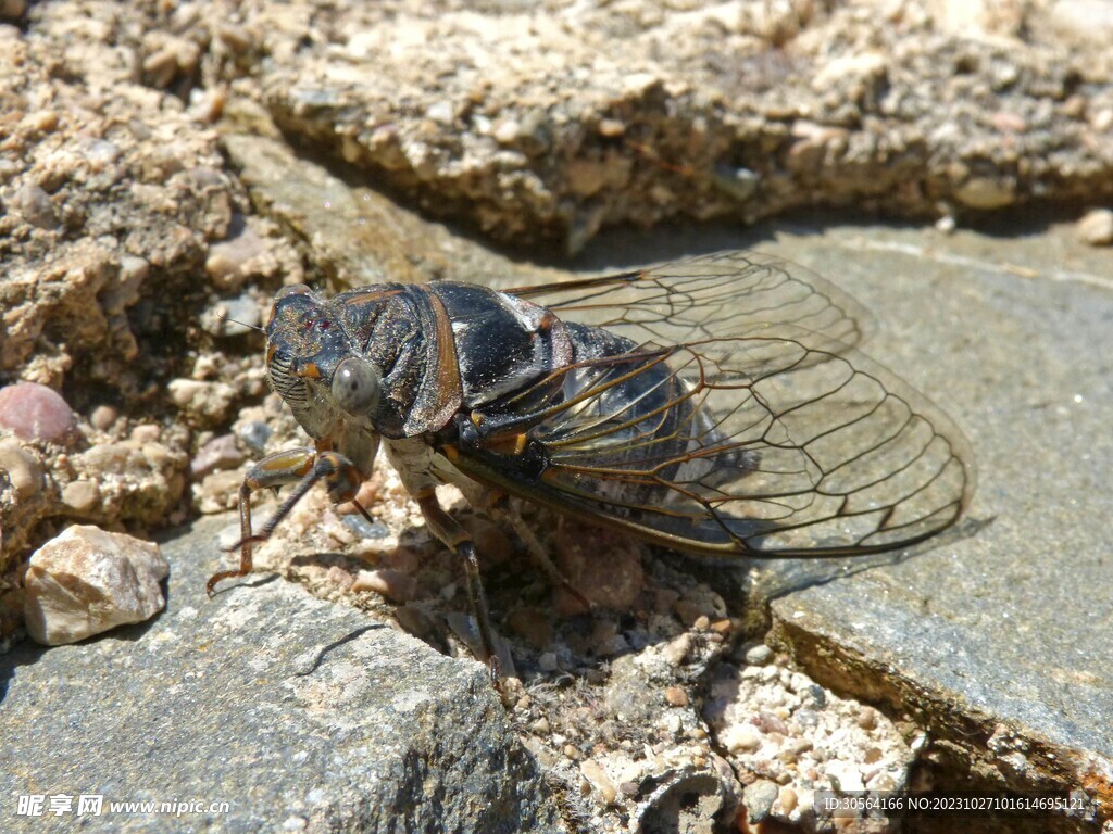蝉
