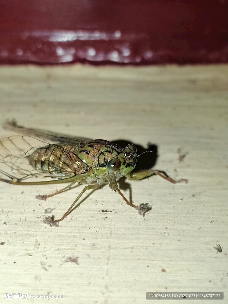 蝉