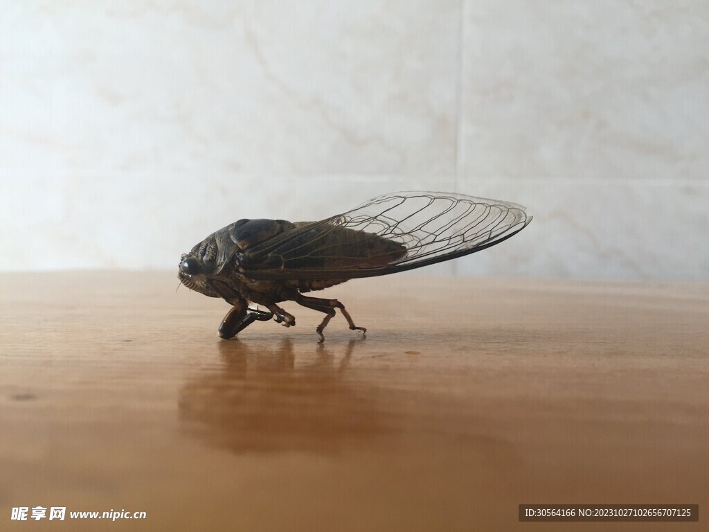 蝉
