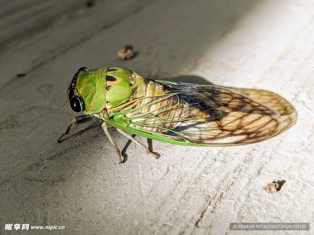 蝉