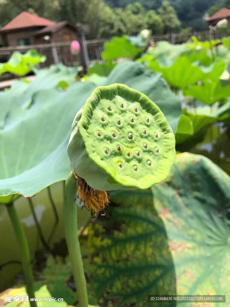 荷花果实